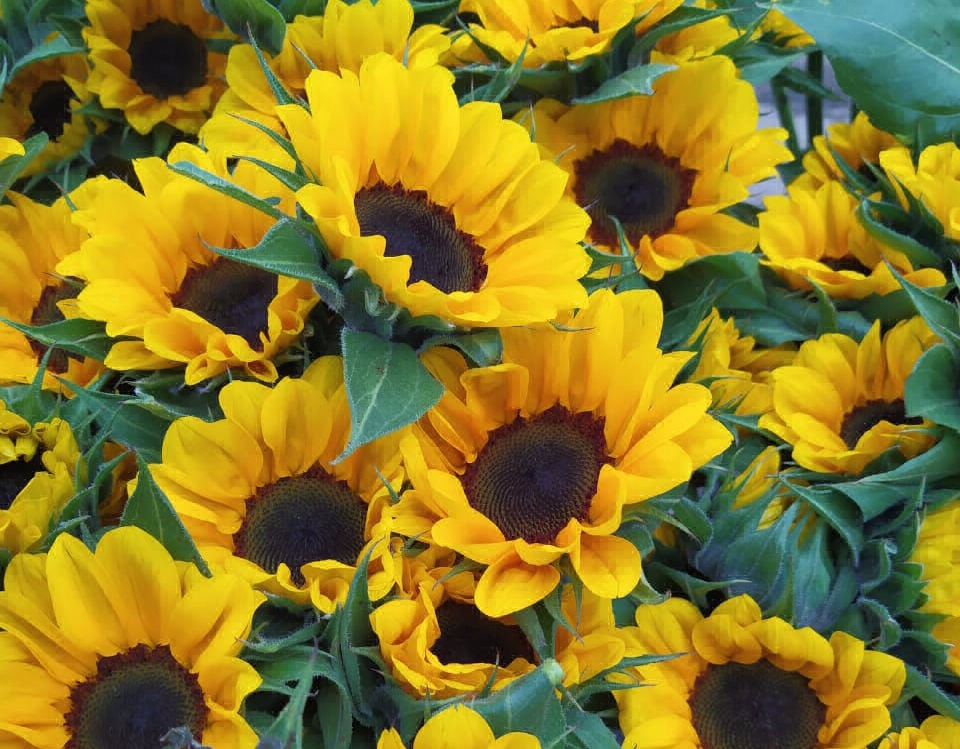 Sunflowers